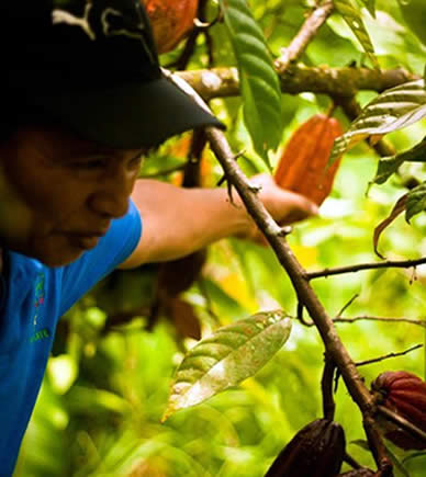 Ngobe Indigenous picking up cacao in Bocas del Toro, Panama