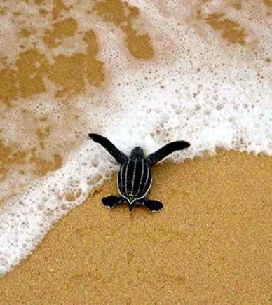 Baby sea turtle in Bocas del Toro, Panama