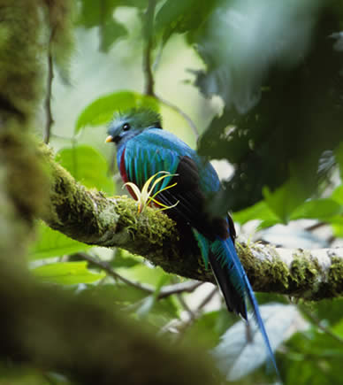Quetzal near Boquete's cloudforest in Panama